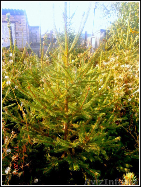 саженцы ели обыкновенной,сибирской,канадской - Изображение #8, Объявление #1306821