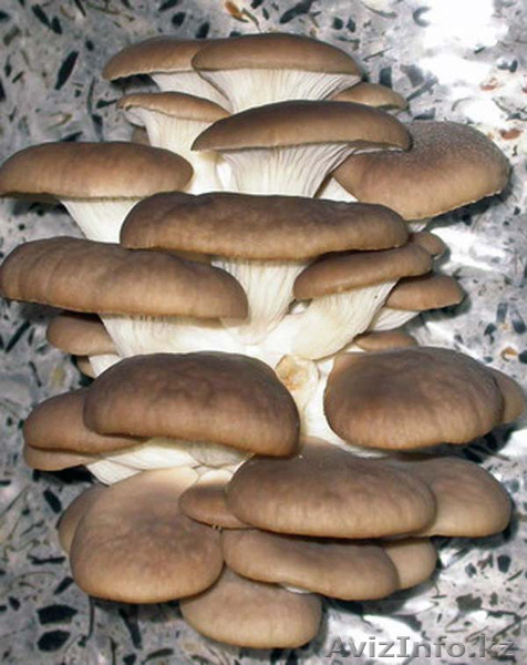 Ищу инвестора или бизнес партнера для уникального производства Или возьму зака - Изображение #4, Объявление #1550584