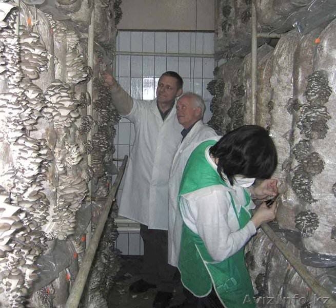 Ищу инвестора или бизнес партнера для уникального производства Или возьму зака - Изображение #1, Объявление #1550584