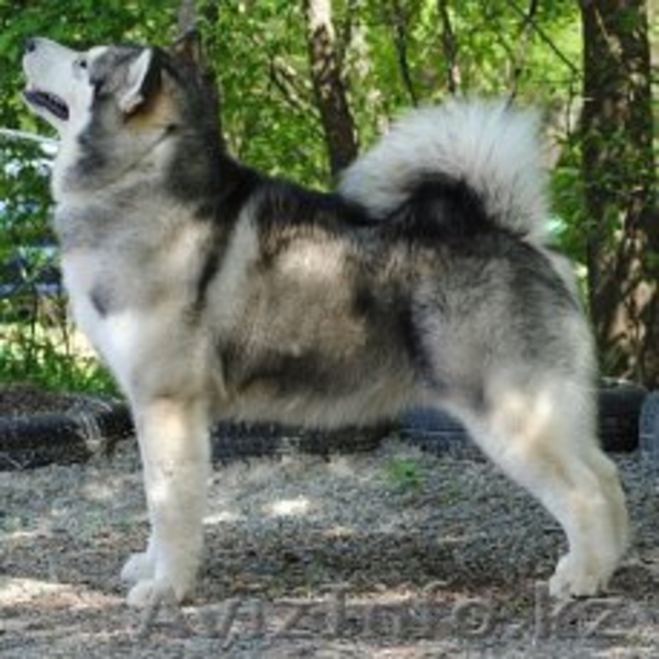 маламуты щенки от чемпионов - Изображение #2, Объявление #1558514