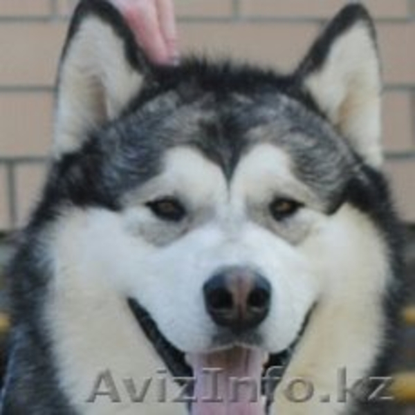 маламуты щенки от чемпионов - Изображение #3, Объявление #1558514