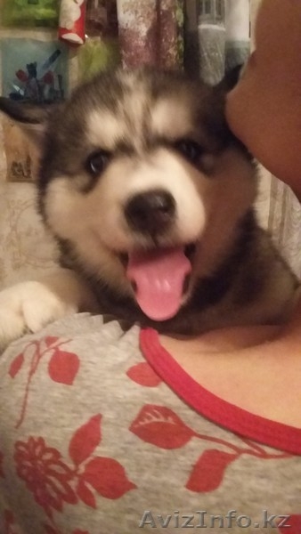 Щенок сибирской хаски, 60000тг - Изображение #3, Объявление #1565378