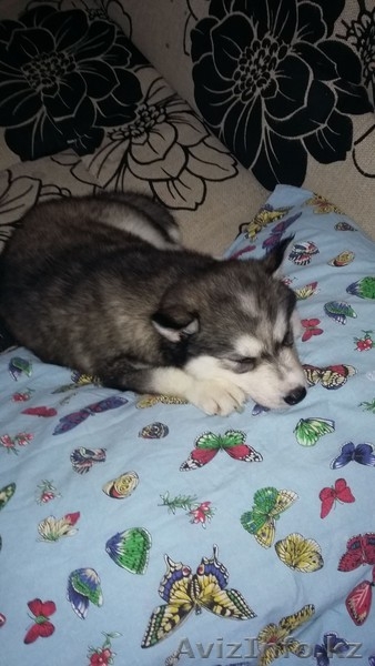 Щенок сибирской хаски, 60000тг - Изображение #1, Объявление #1565378