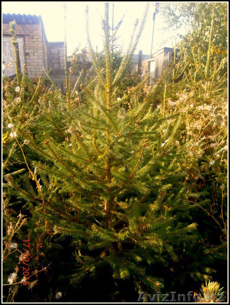 саженцы ели обыкновенной,сибирской,колючей - Изображение #3, Объявление #1575279