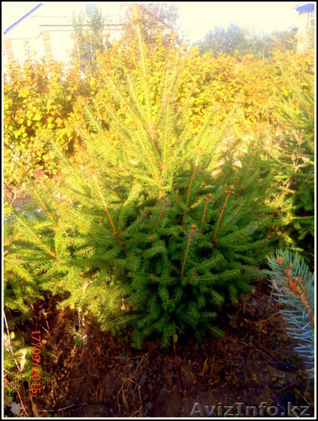 саженцы ели обыкновенной,сибирской,колючей - Изображение #5, Объявление #1575279