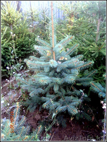 саженцы ели обыкновенной,сибирской,колючей - Изображение #2, Объявление #1575279