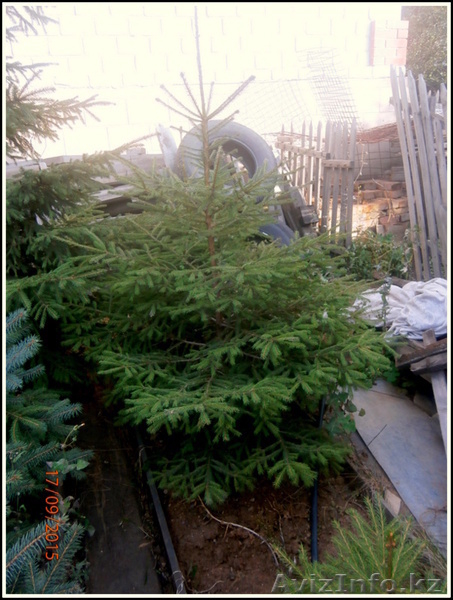 саженцы ели обыкновенной,сибирской,колючей - Изображение #6, Объявление #1575279