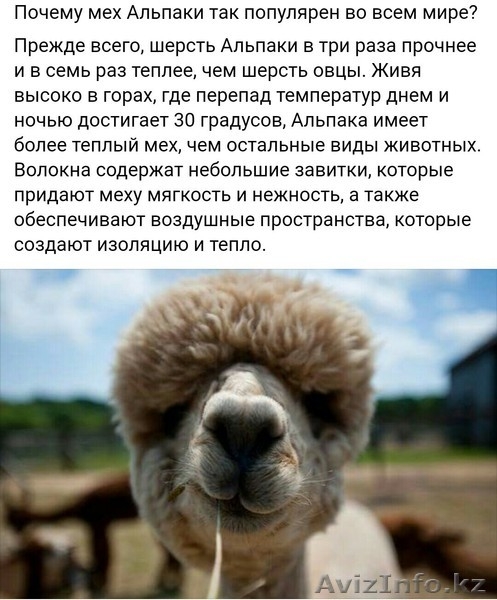 Все из шерсти Альпака и Викунья - Изображение #1, Объявление #1579602