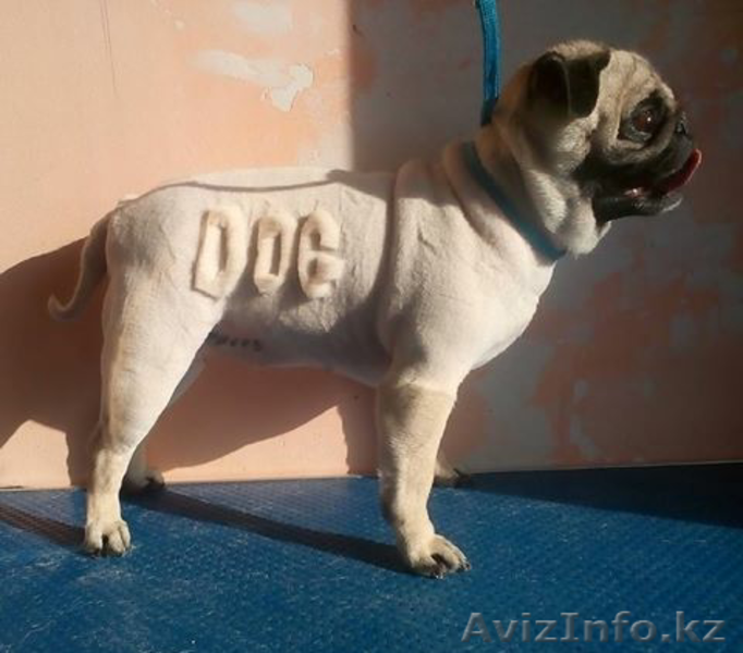 Стрижка кошек и собак без наркоза в Астане - Изображение #1, Объявление #1589542