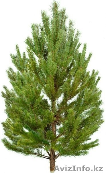 Новогодние хвойные деревья оптом - Ель, Пихта, Сосна - Изображение #1, Объявление #1594328