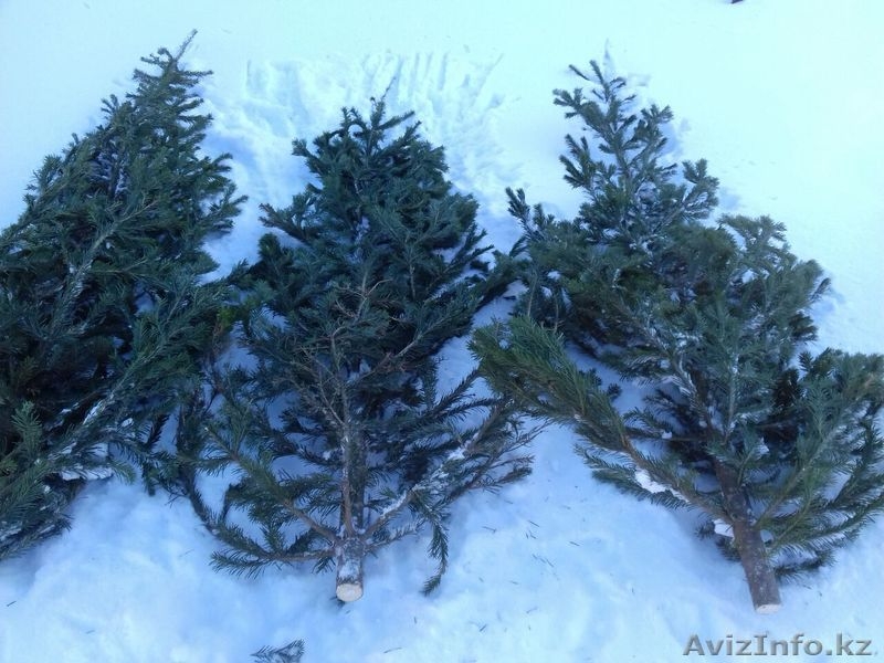 Новогодние хвойные деревья оптом - Ель, Пихта, Сосна - Изображение #3, Объявление #1594328
