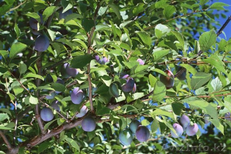 Продажа саженцев Голубая ель, ель сибирская, сосна, береза, тополь, яблоня,ива - Изображение #6, Объявление #1607689