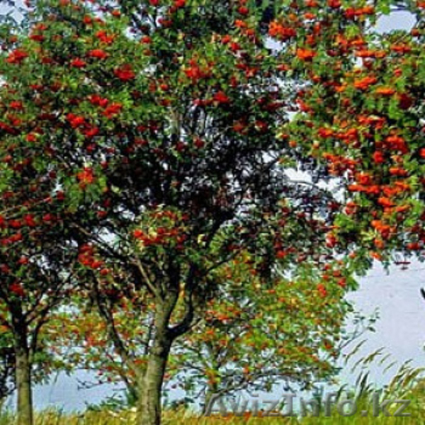 Продажа саженцев Голубая ель, ель сибирская, сосна, береза, тополь, яблоня,ива - Изображение #4, Объявление #1607689