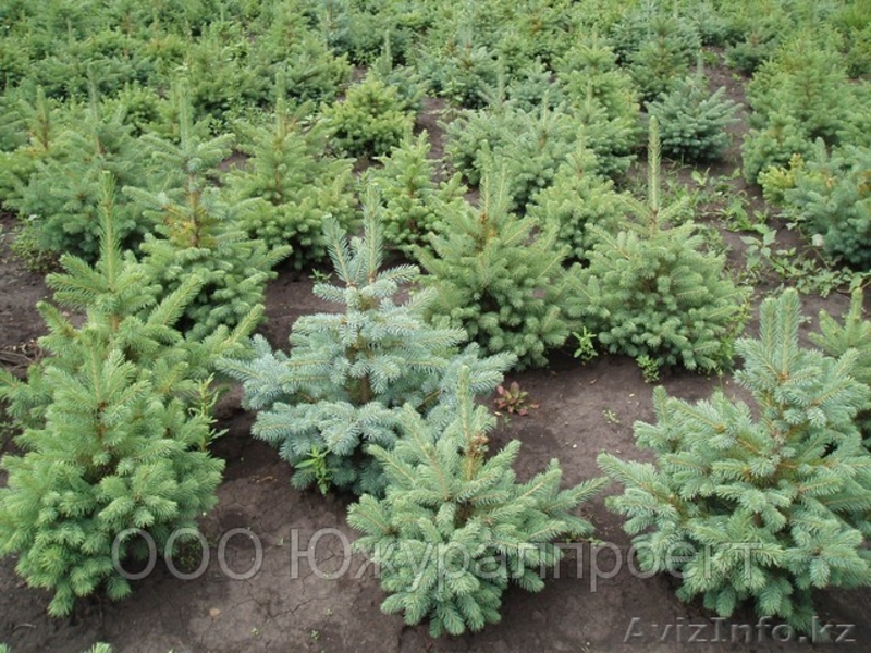 Продажа саженцев Голубая ель, ель сибирская, сосна, береза, тополь, яблоня,ива - Изображение #1, Объявление #1607689