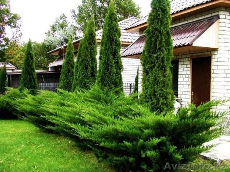 Продажа саженцев Голубая ель, ель сибирская, сосна, береза, тополь, яблоня,ива - Изображение #5, Объявление #1607689