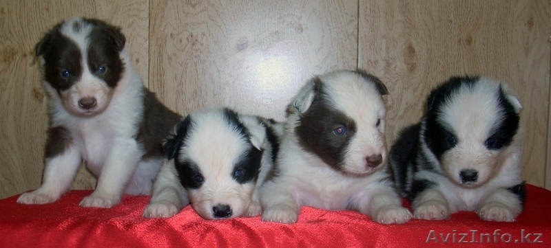 щенки северной собаки - Изображение #1, Объявление #1609641