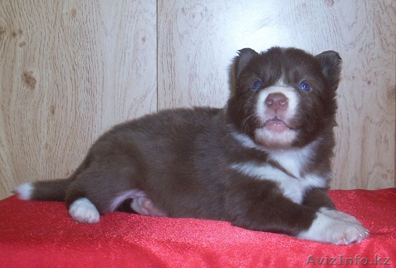 щенки северной собаки - Изображение #2, Объявление #1609641