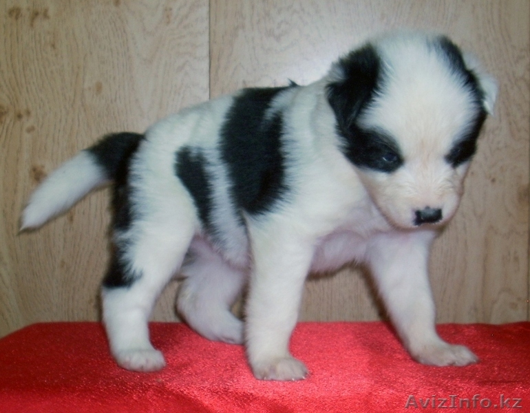 щенки северной собаки - Изображение #3, Объявление #1609641