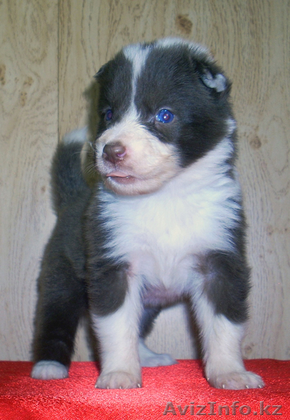 щенки северной собаки - Изображение #4, Объявление #1609641