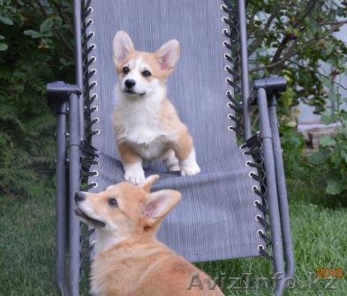 Карликовая овчарка Вельш Корги Пемброк, любимая порода английской королевы. - Изображение #1, Объявление #1628760