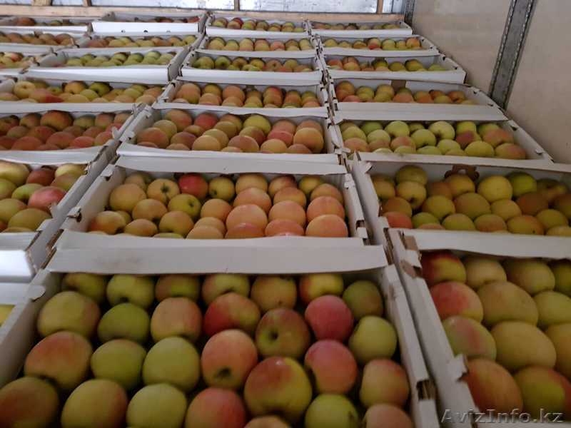 Продам оптом яблоки  - Изображение #2, Объявление #1638714
