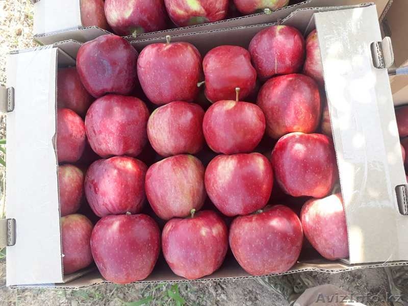 Продам оптом яблоки  - Изображение #3, Объявление #1638714