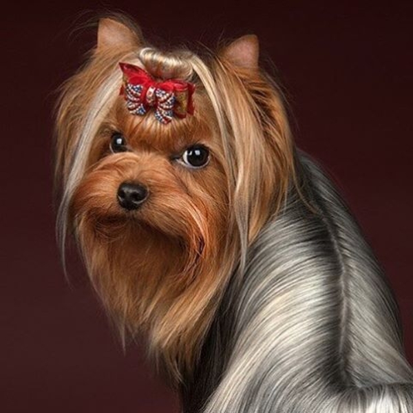 Щенки йоркширского терьера от Ирлайн-дог - Изображение #1, Объявление #1724313