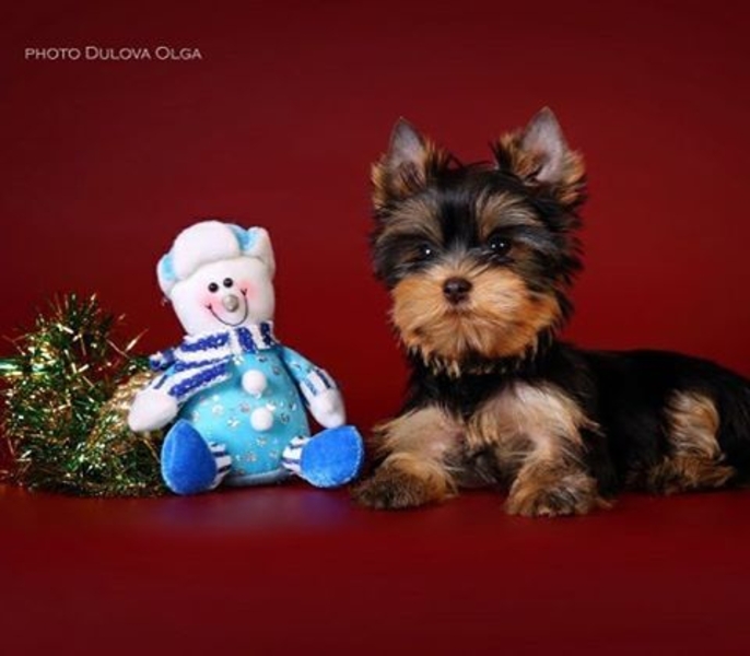 Щенки йоркширского терьера от Ирлайн-дог - Изображение #2, Объявление #1724313