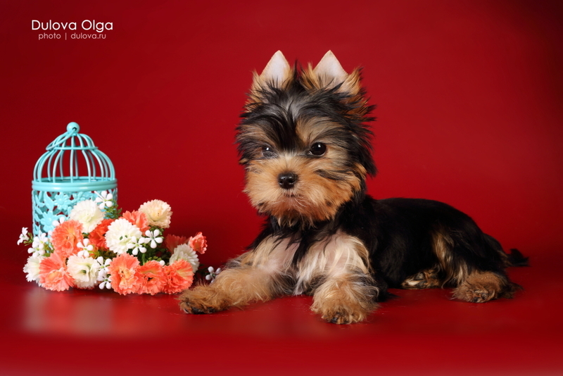 Щенки йоркширского терьера от Ирлайн-дог - Изображение #3, Объявление #1724313