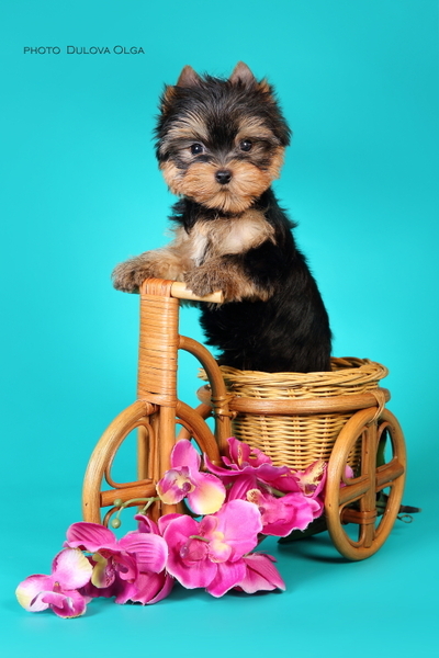 Щенки йоркширского терьера от Ирлайн-дог - Изображение #4, Объявление #1724313