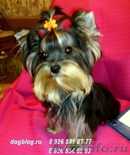 Щенки йоркширского терьера.  - Изображение #5, Объявление #579695