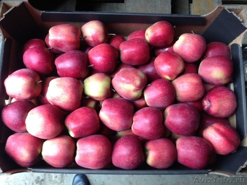 Польские яблоки осенне-зимней линейки от производителя  - Изображение #3, Объявление #1038905