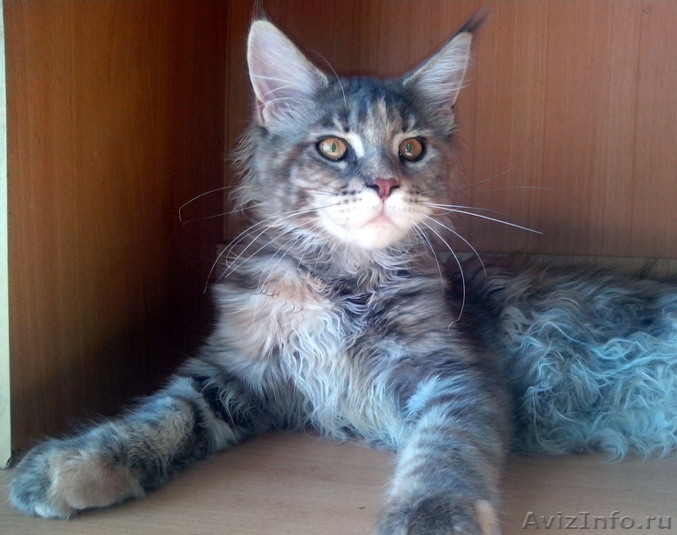 Шикарные котята кунята.  - Изображение #4, Объявление #1215254