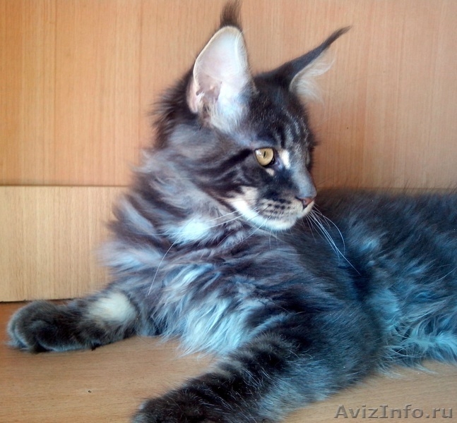 Шикарные котята кунята.  - Изображение #3, Объявление #1215254