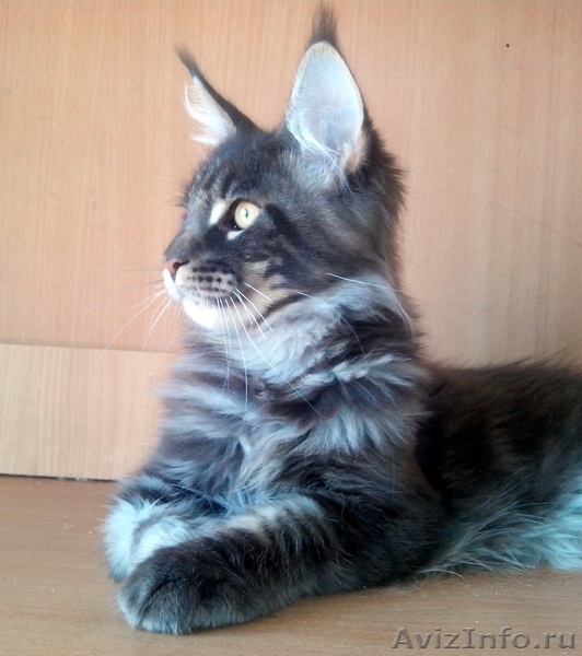 Шикарные котята кунята.  - Изображение #2, Объявление #1215254