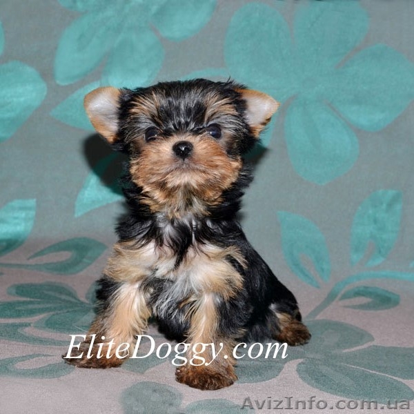 Йоркширский терьер, элитные малютки! - Изображение #3, Объявление #812617
