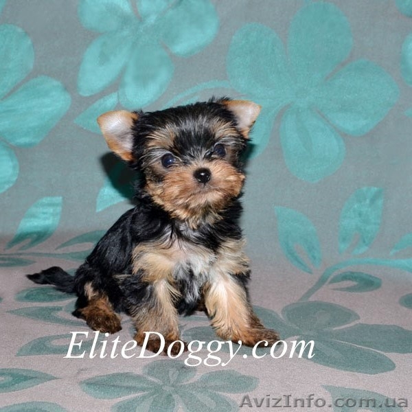 Йоркширский терьер, элитные малютки! - Изображение #5, Объявление #812617