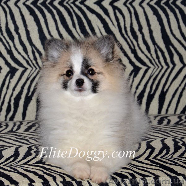 100 % эксклюзив померанского шпица - Изображение #1, Объявление #1007723