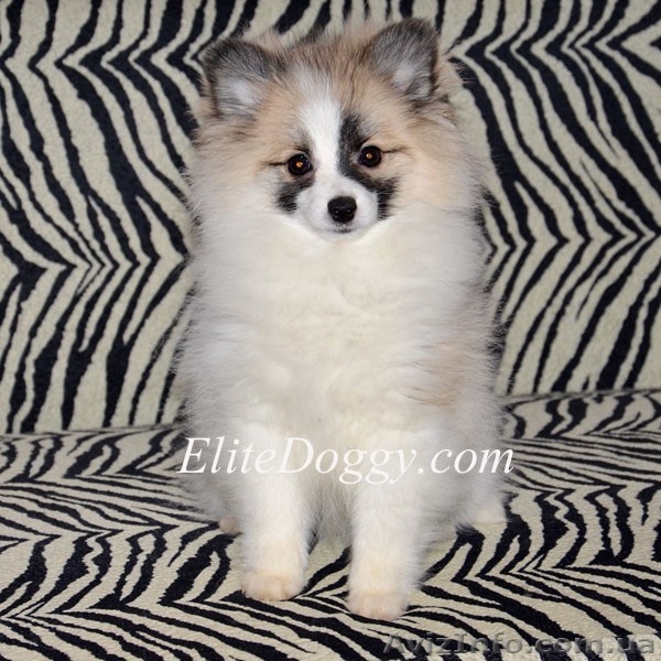 100 % эксклюзив померанского шпица - Изображение #4, Объявление #1007723