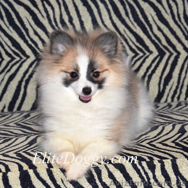 100 % эксклюзив померанского шпица - Изображение #3, Объявление #1007723