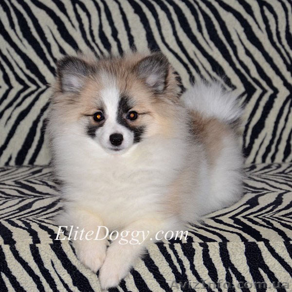 100 % эксклюзив померанского шпица - Изображение #2, Объявление #1007723